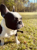 Lilac French Bulldog puppy sitting on soft grass under warm sunlight.