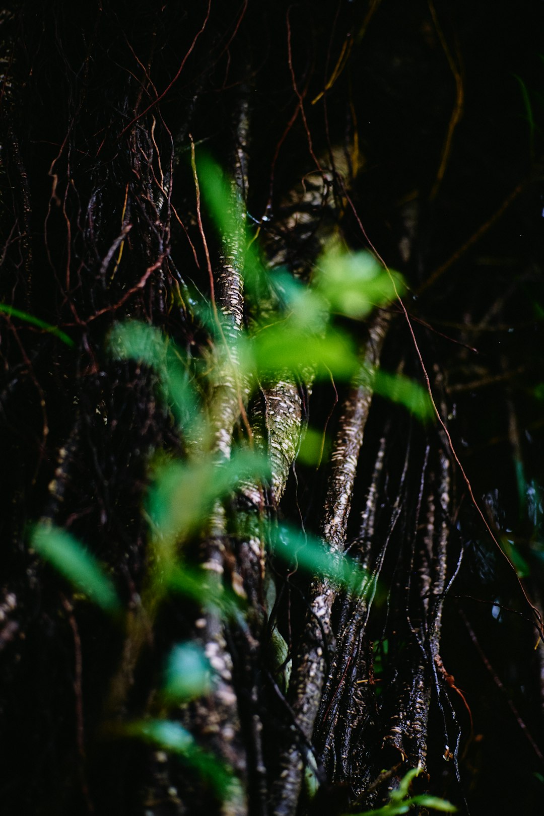 green moss on brown tree branch