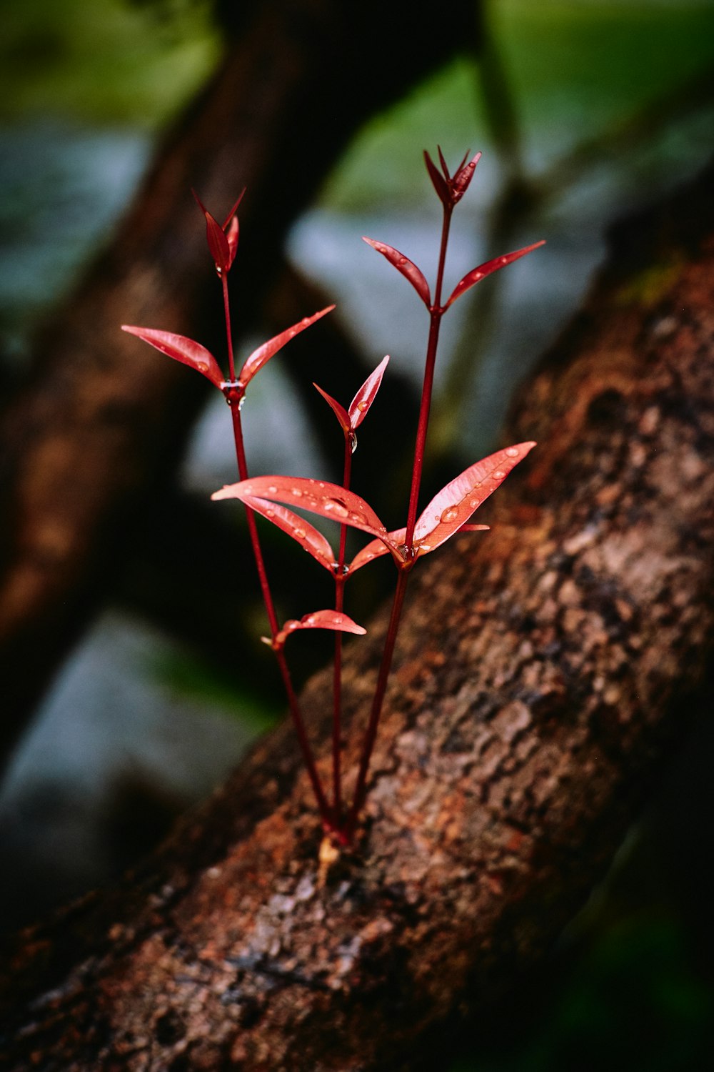 red leaf on brown tree trunk