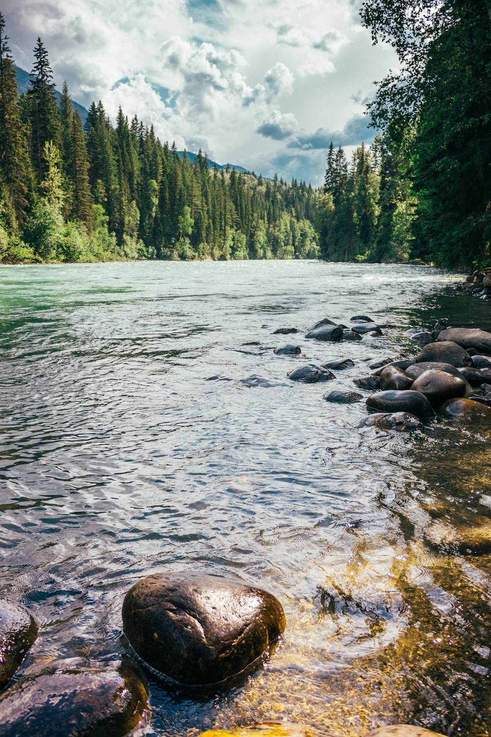 green trees beside river during daytime