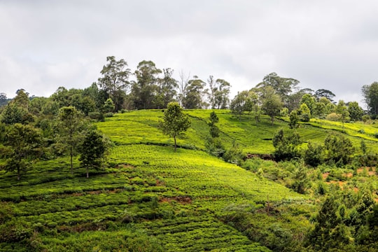 Coonoor things to do in Ooty