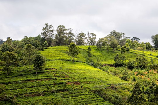 photo of Coonoor Hill station near Ooty