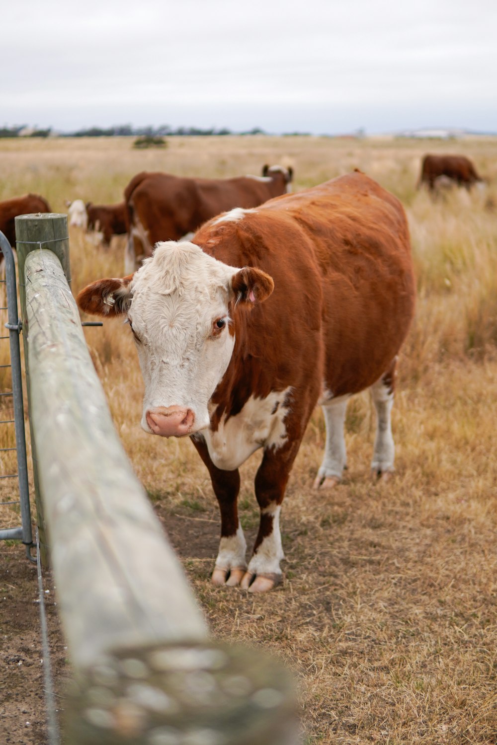 brown and white cow on brown field during daytime