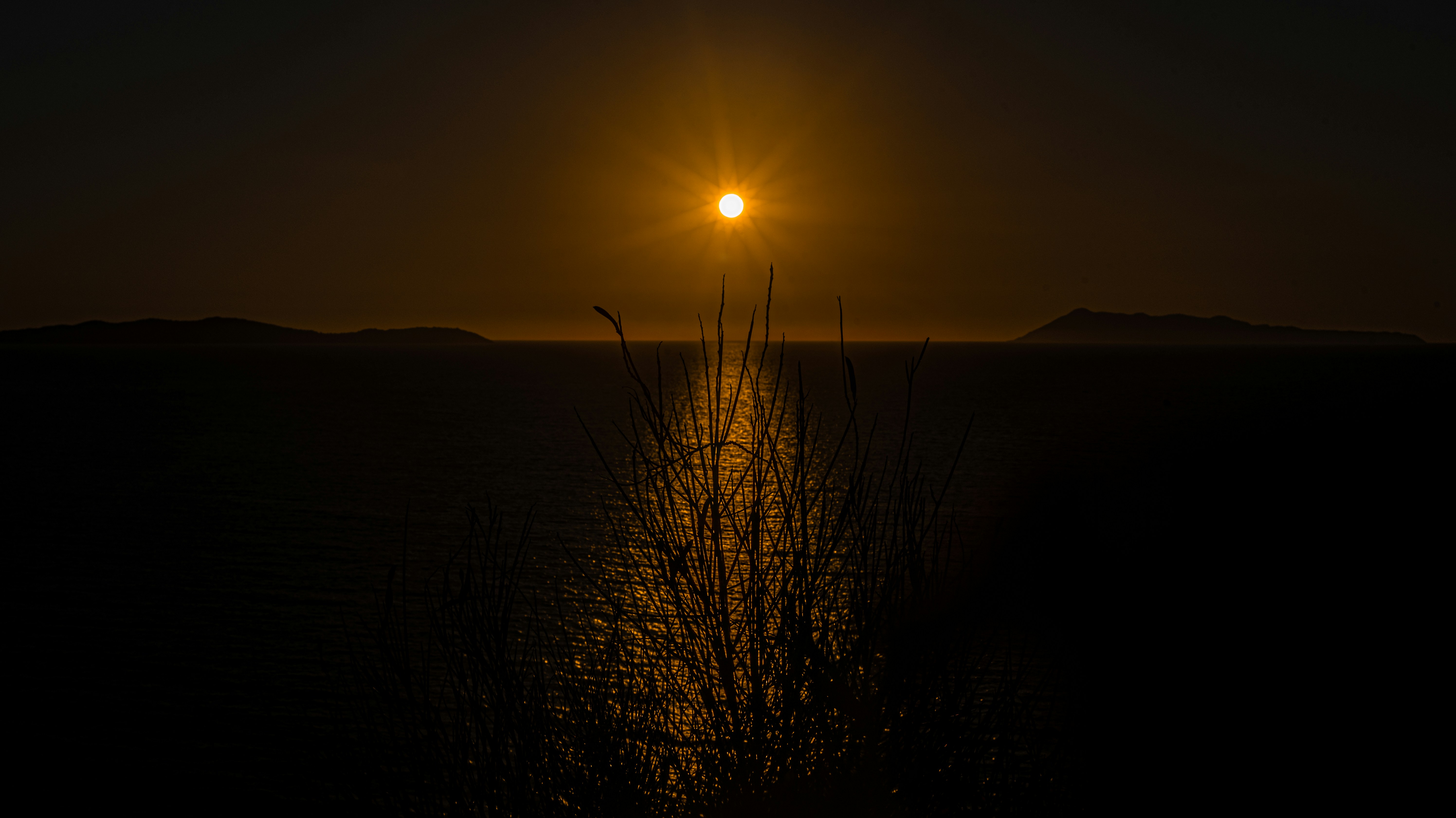 silhouette of grass during sunset