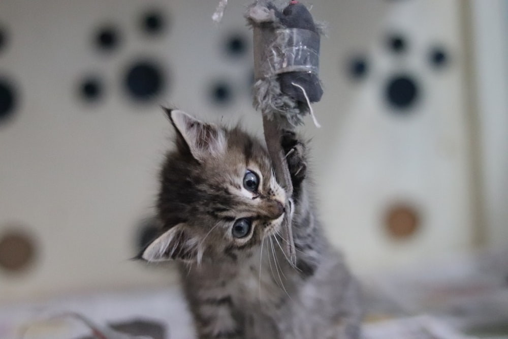 brown tabby kitten in clear glass jar