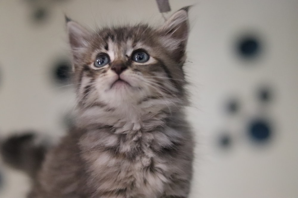 brown tabby cat in close up photography