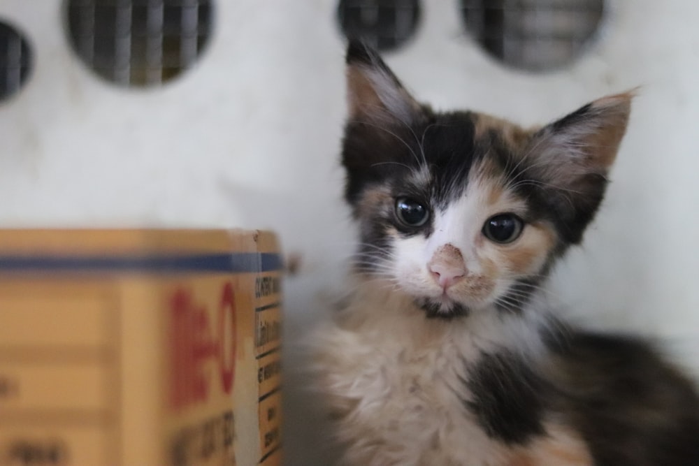 white black and brown cat