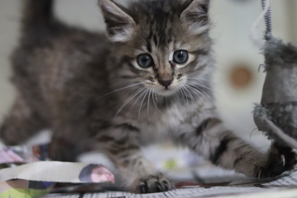 brown tabby cat on table