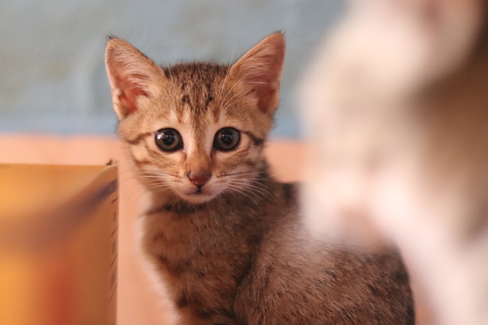 brown tabby cat on white textile