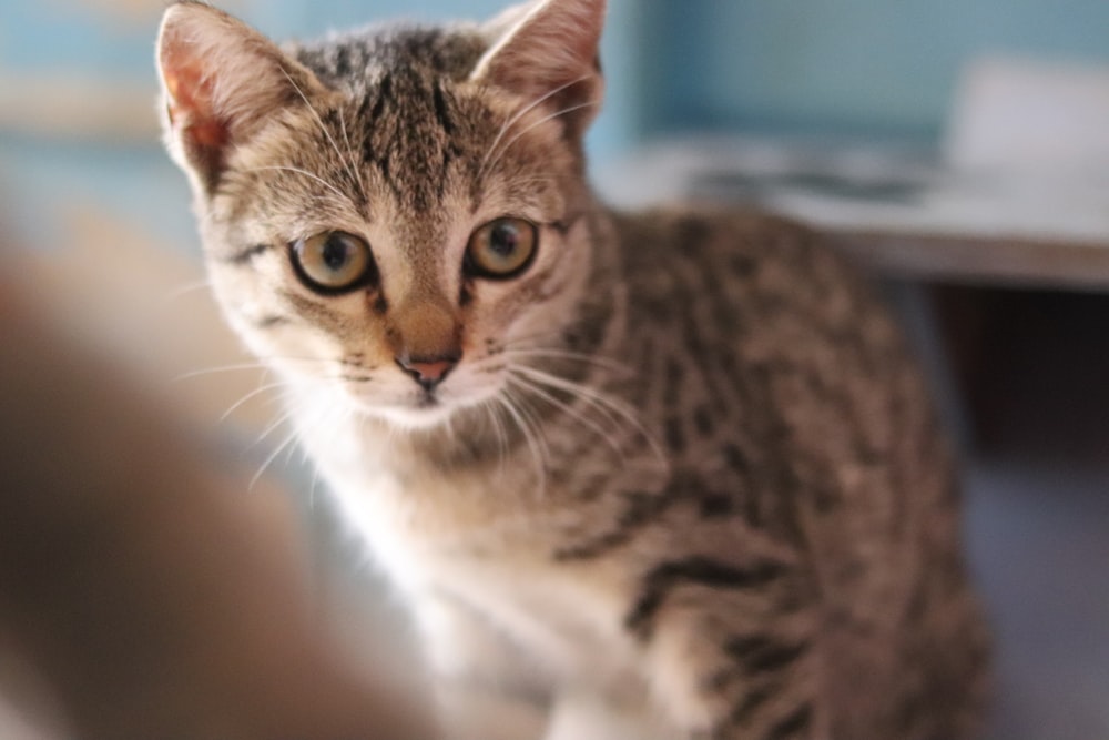 brown tabby cat in tilt shift lens