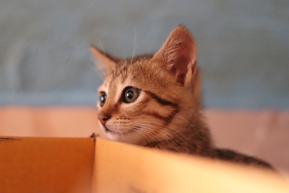 黄色い箱に茶色のぶちの子猫