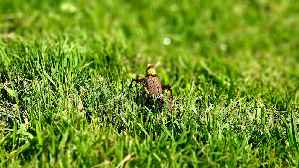 brown and black grasshopper on green grass during daytime