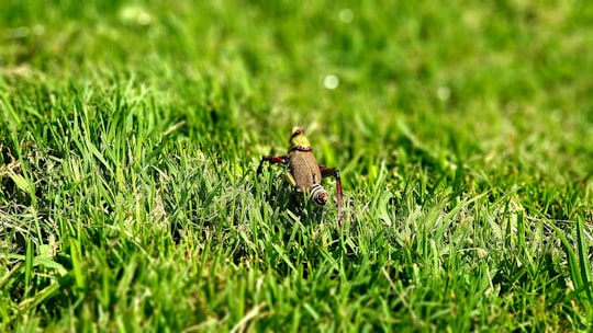 brown and black grasshopper on green grass during daytime in Pietermaritzburg South Africa