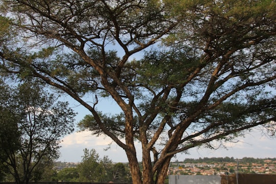 green tree on green grass field during daytime in Johannesburg South Africa