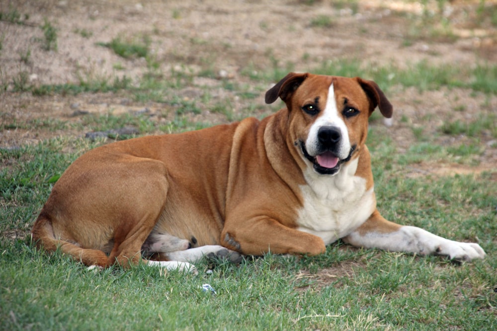 brown and white short coated dog lying on green grass field during daytime