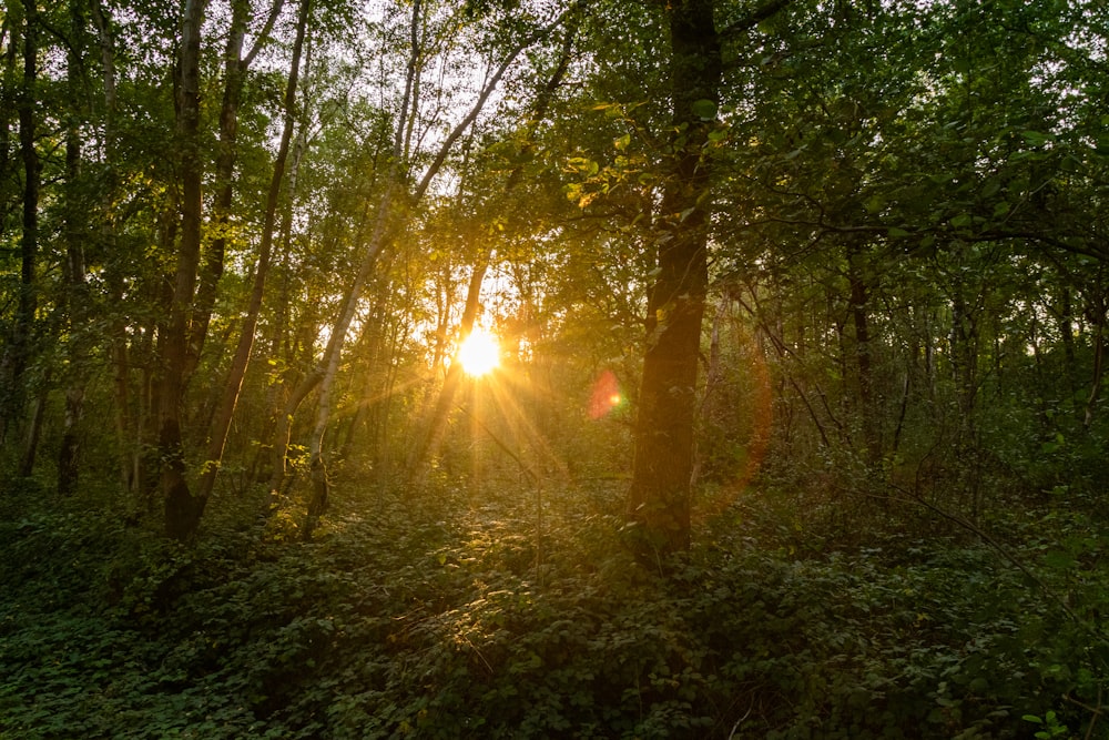 sun rays coming through trees