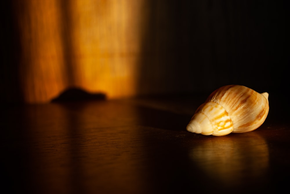 white seashell on brown wooden table