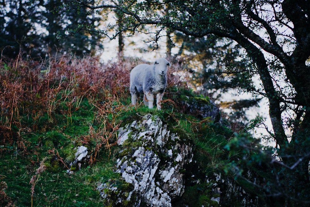 Gatto grigio sull'erba verde durante il giorno