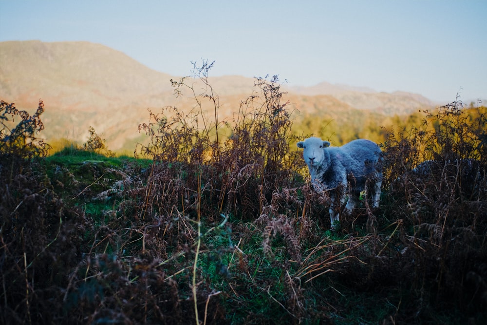 Cane bianco e nero a pelo corto sul campo di erba verde durante il giorno