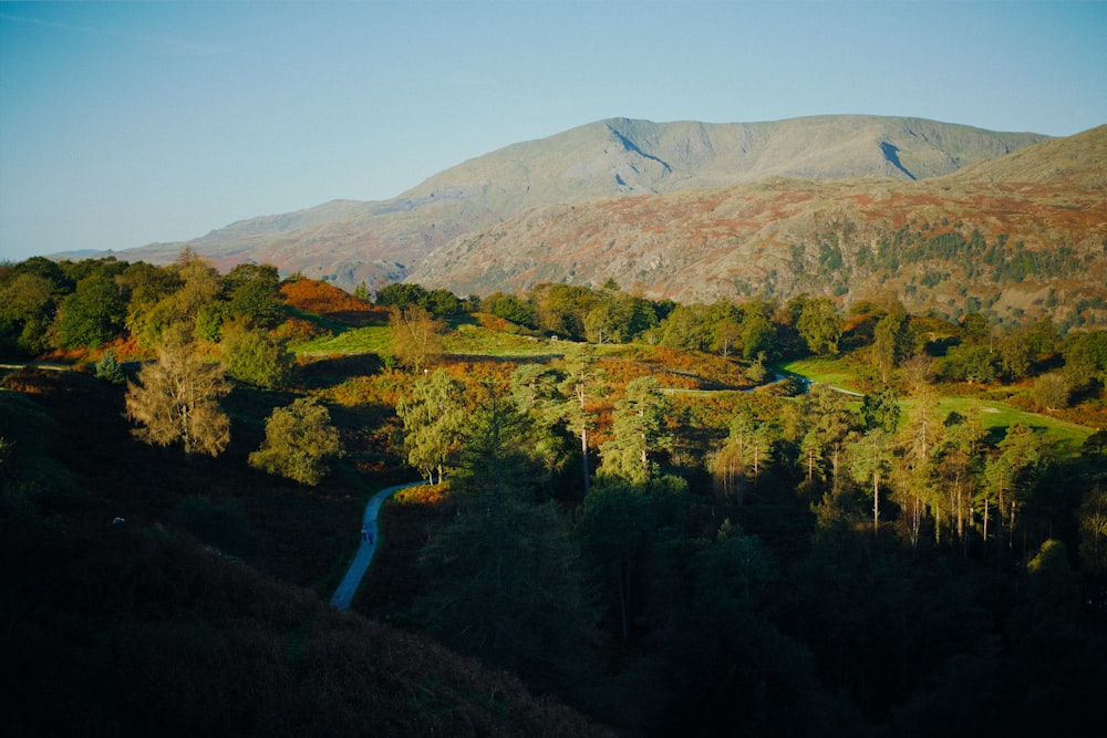 green trees on mountain under blue sky during daytime