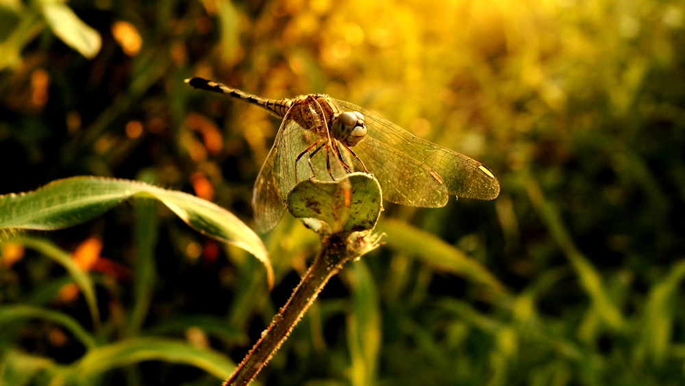 brown dragonfly perched on green plant stem in close up photography during daytime