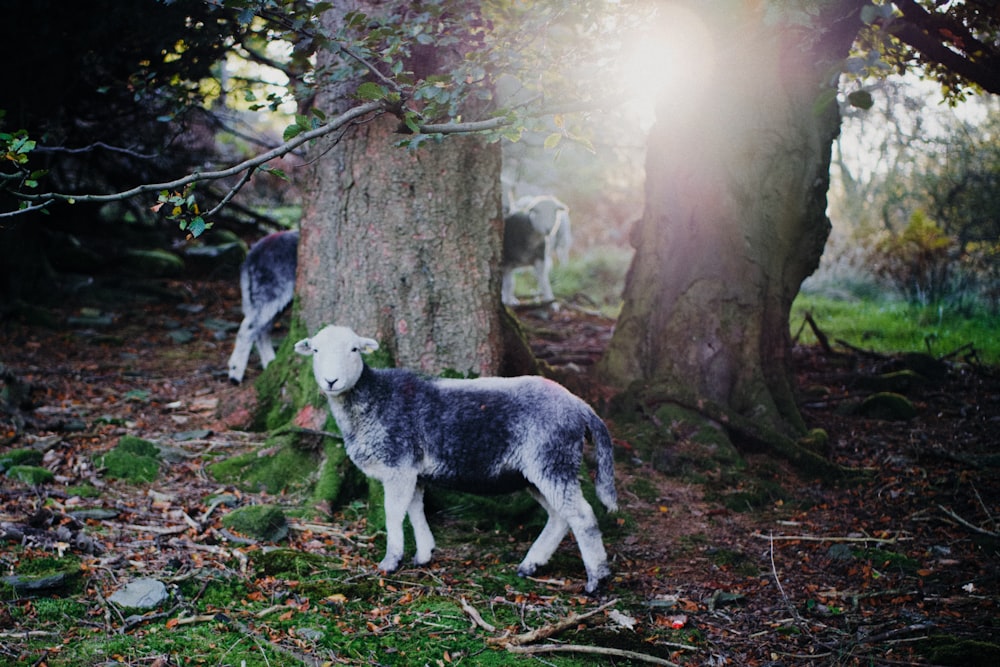 white and black wolf standing on brown dried leaves