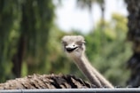 An ostrich with a curious and slightly comical expression looks directly into the camera, its long neck stretched out above a blurred natural background. The bird's feathers appear fluffy and brown, contrasting with its lighter neck and face.