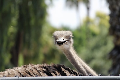 An ostrich with a curious and slightly comical expression looks directly into the camera, its long neck stretched out above a blurred natural background. The bird's feathers appear fluffy and brown, contrasting with its lighter neck and face.