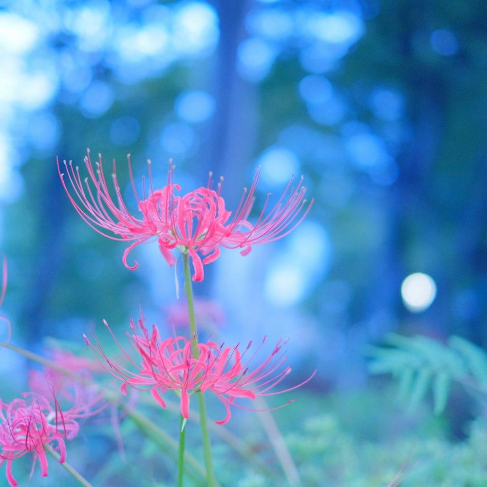 pink flower in tilt shift lens