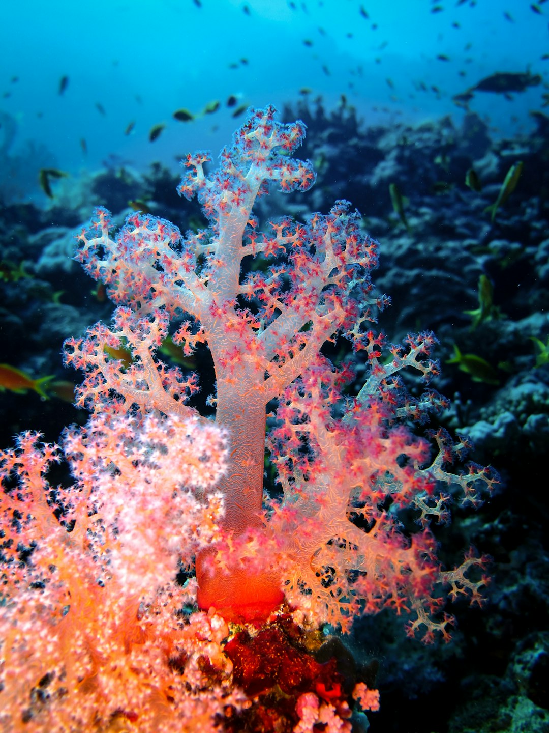 white and brown coral reef