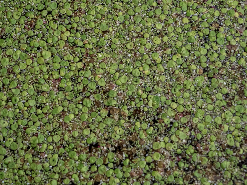 green and brown leaves on ground