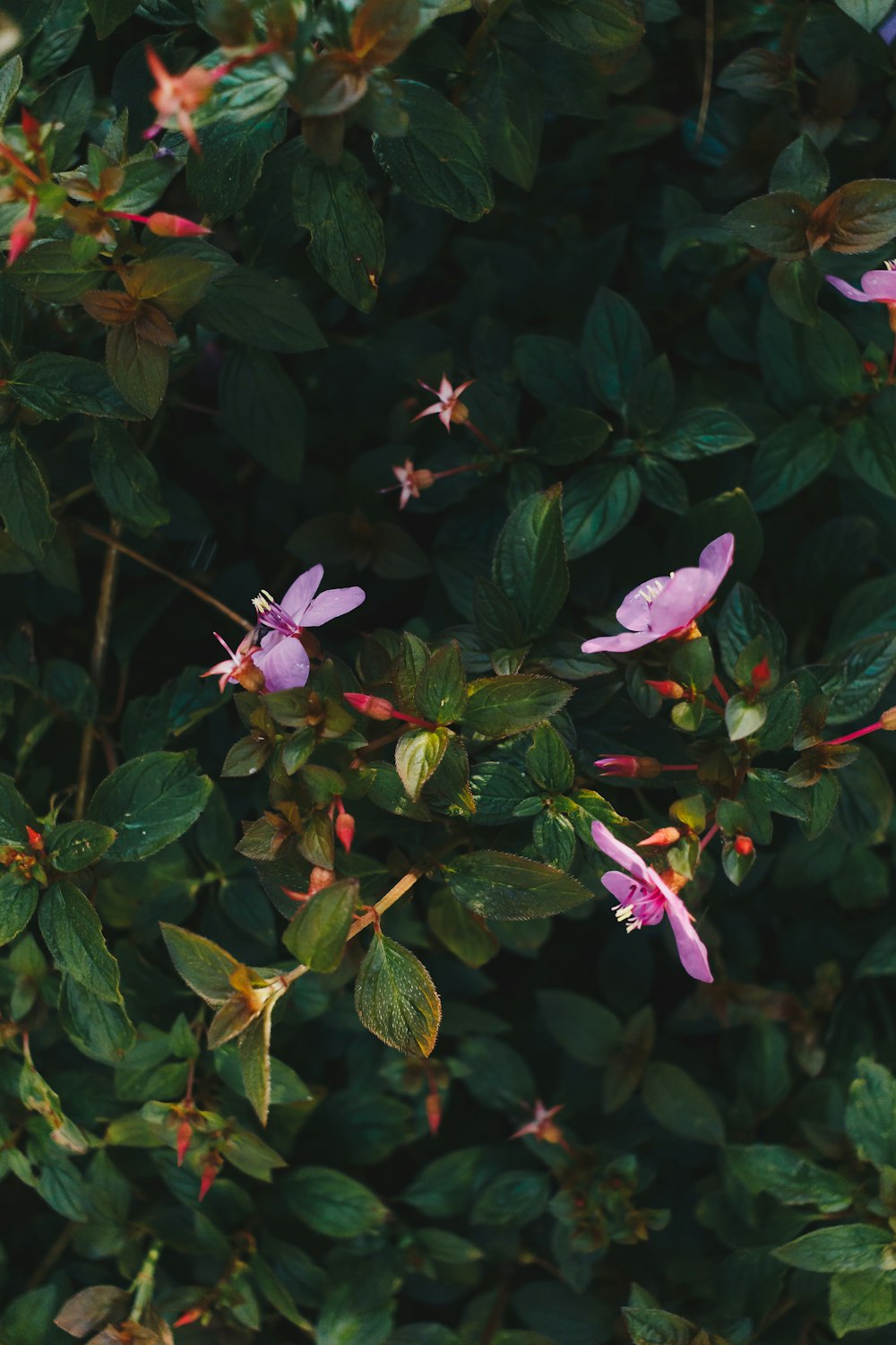 pink flowers with green leaves