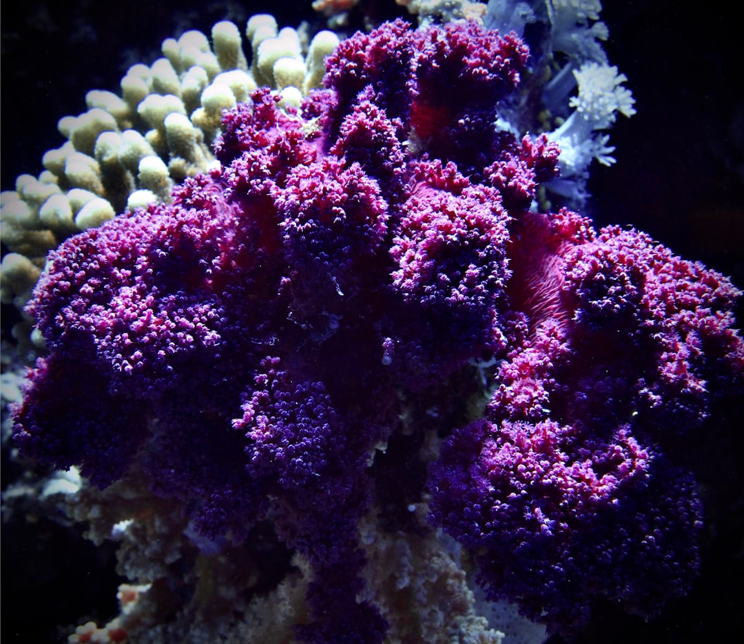 purple and white coral reef