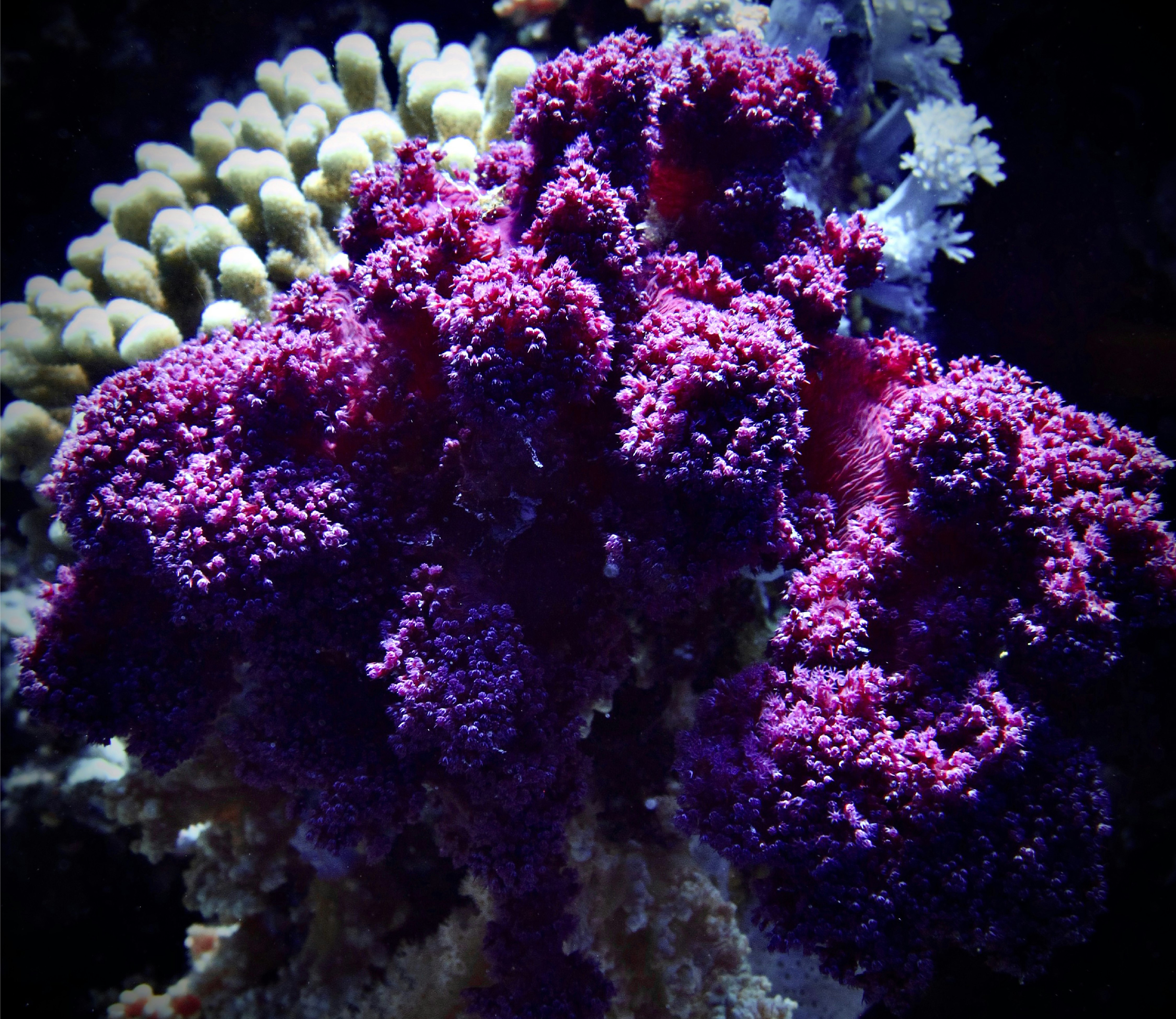 purple and white coral reef