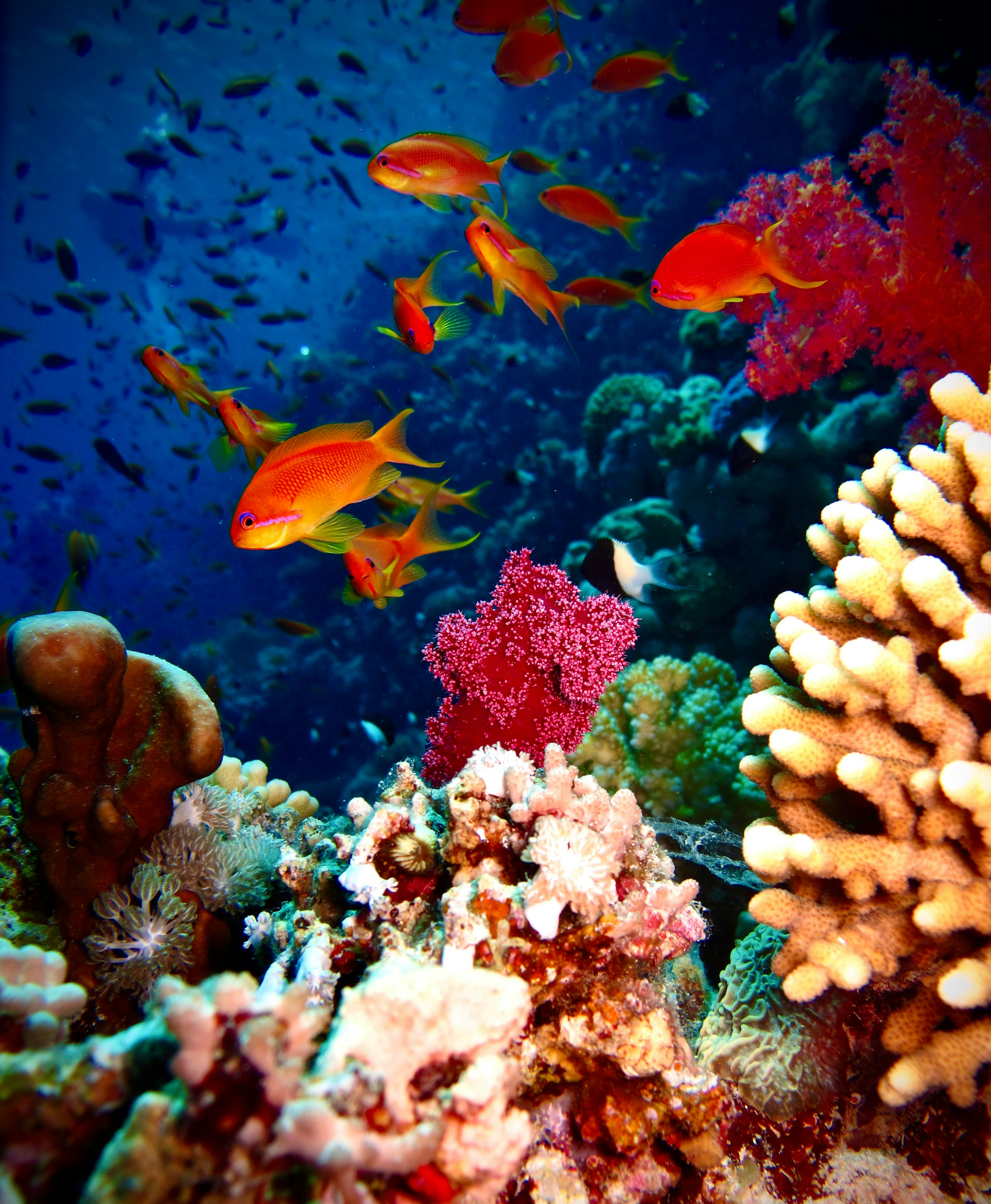 orange and white fish on coral reef