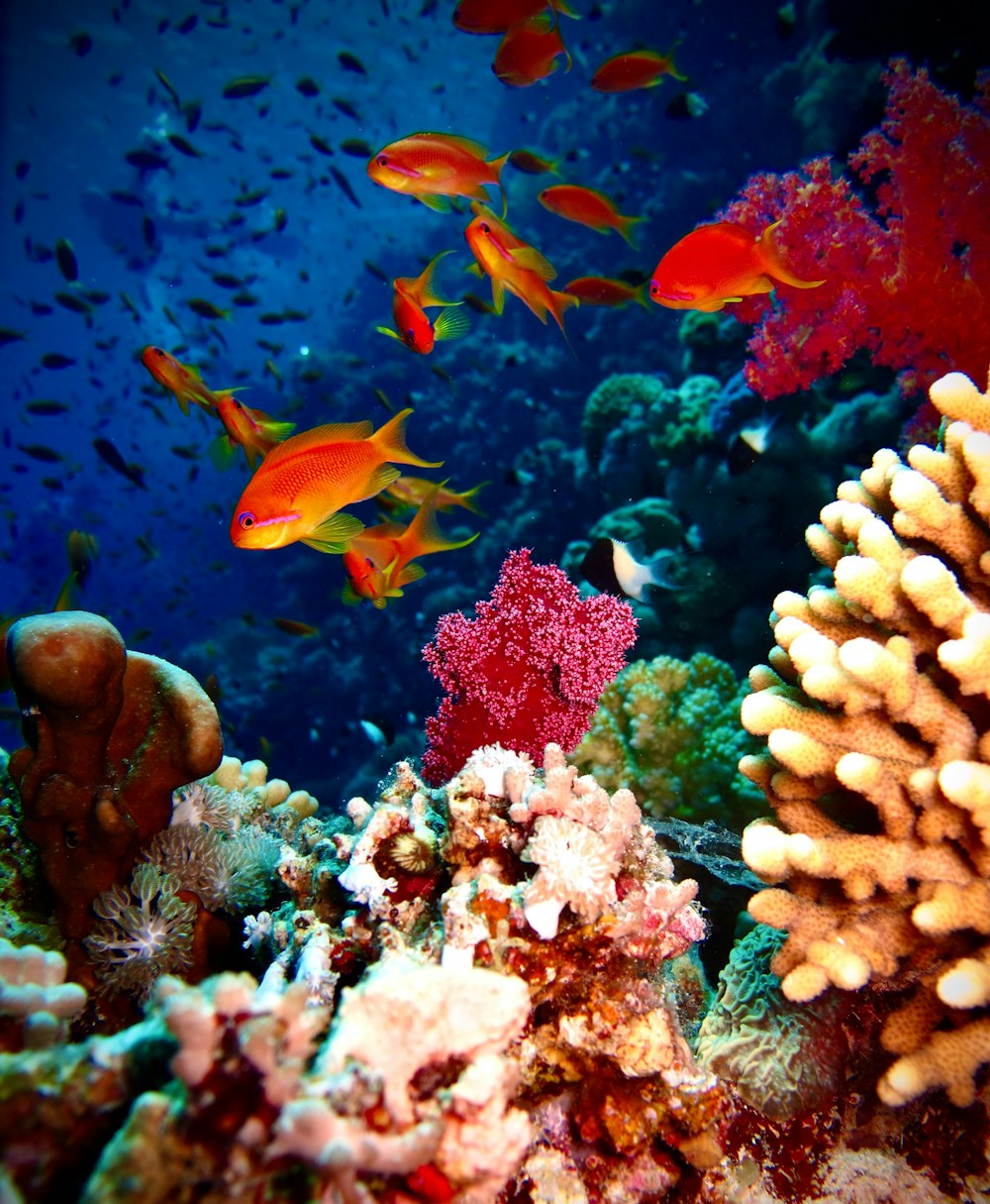 orange and white fish on coral reef