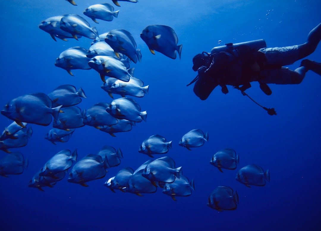 group of people in black wet suit under water