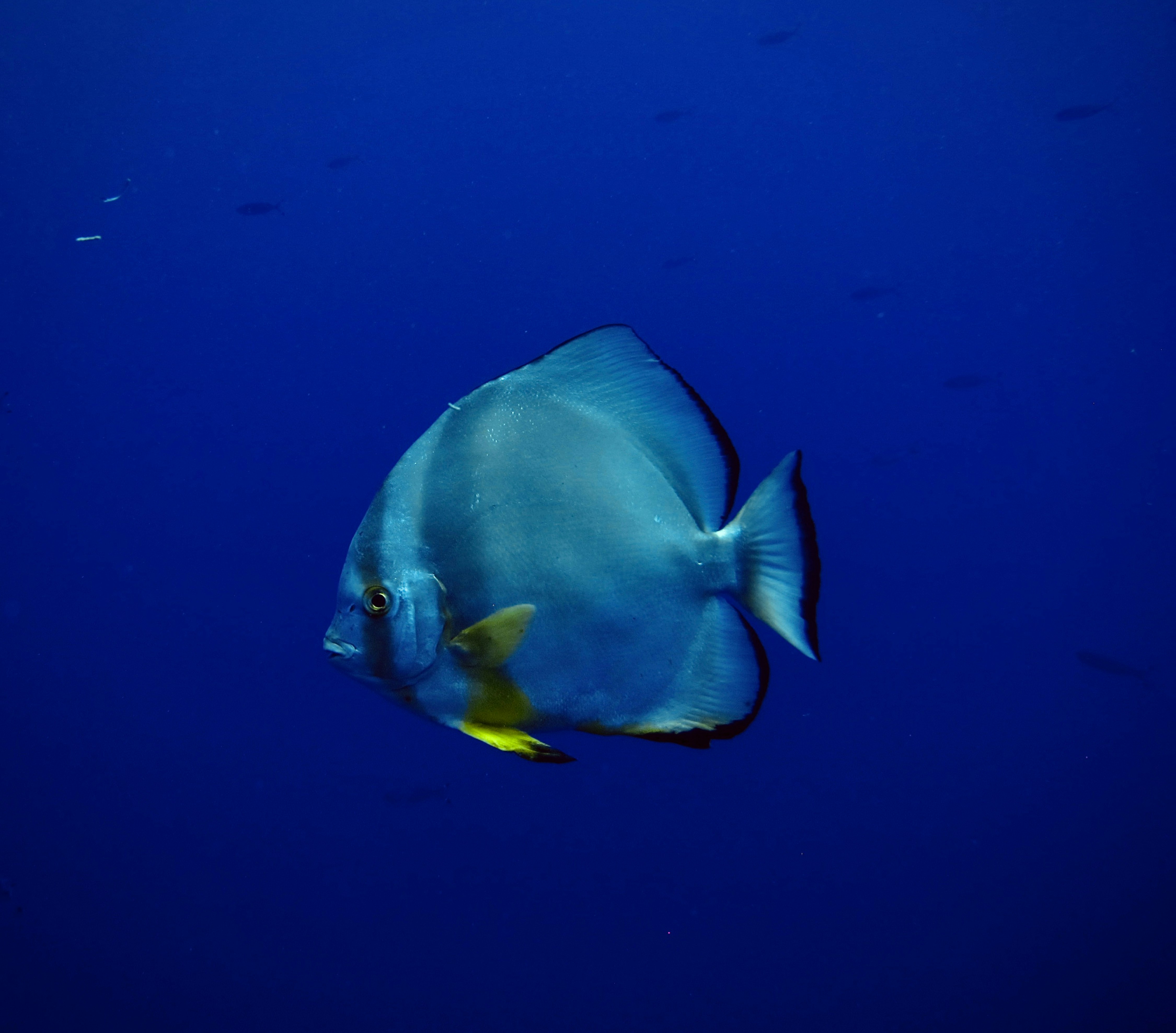 blue and yellow fish underwater