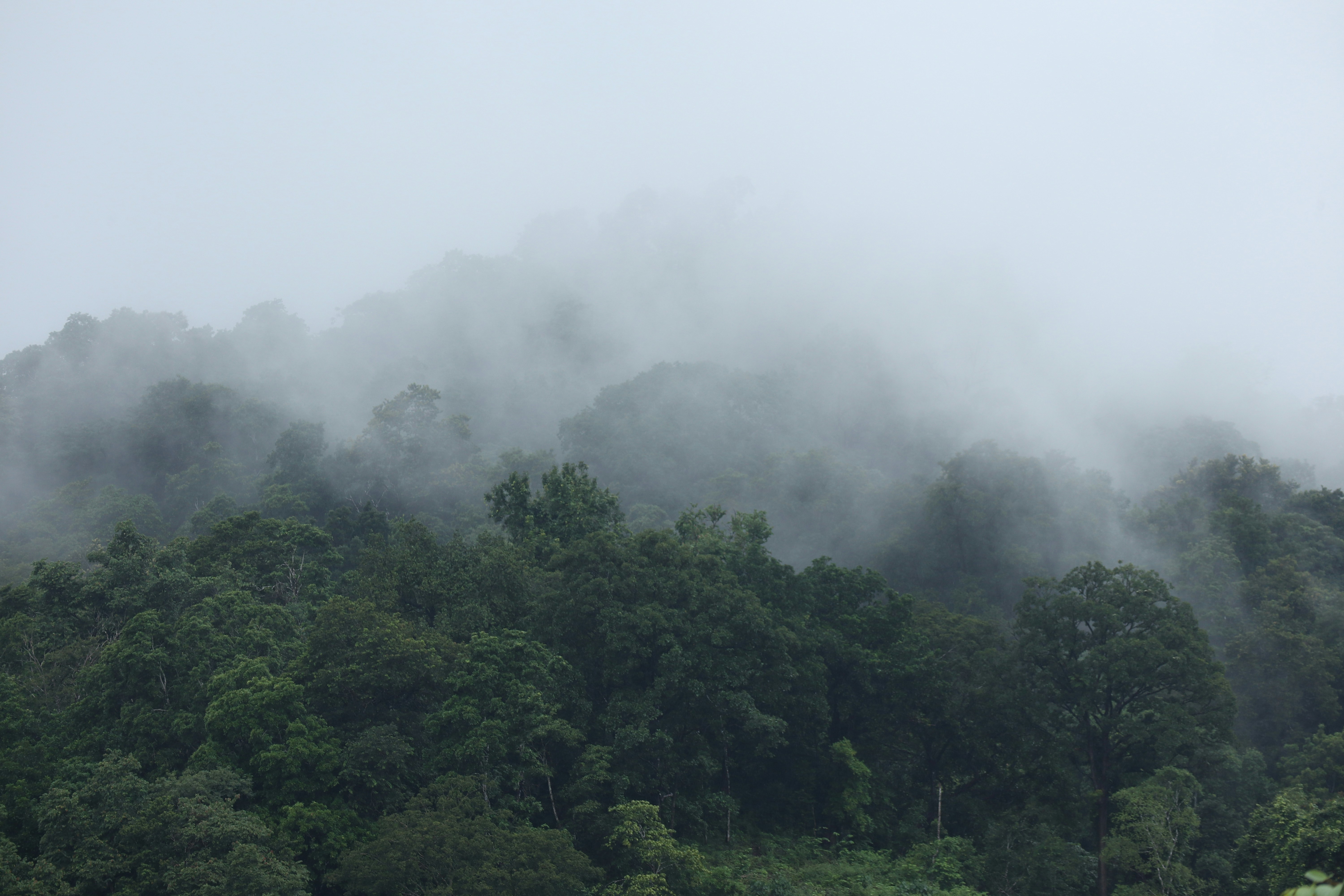 Lush cloud forest surrounding El Silencio Lodge in Costa Rica