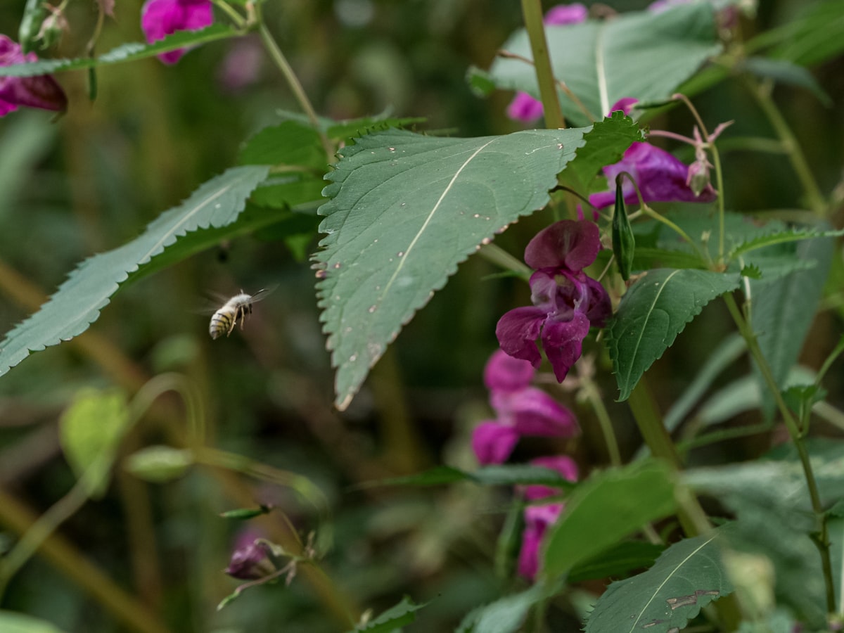 A bee approaches some blooming impatiens. Photo by Luke Galloway / Unsplash