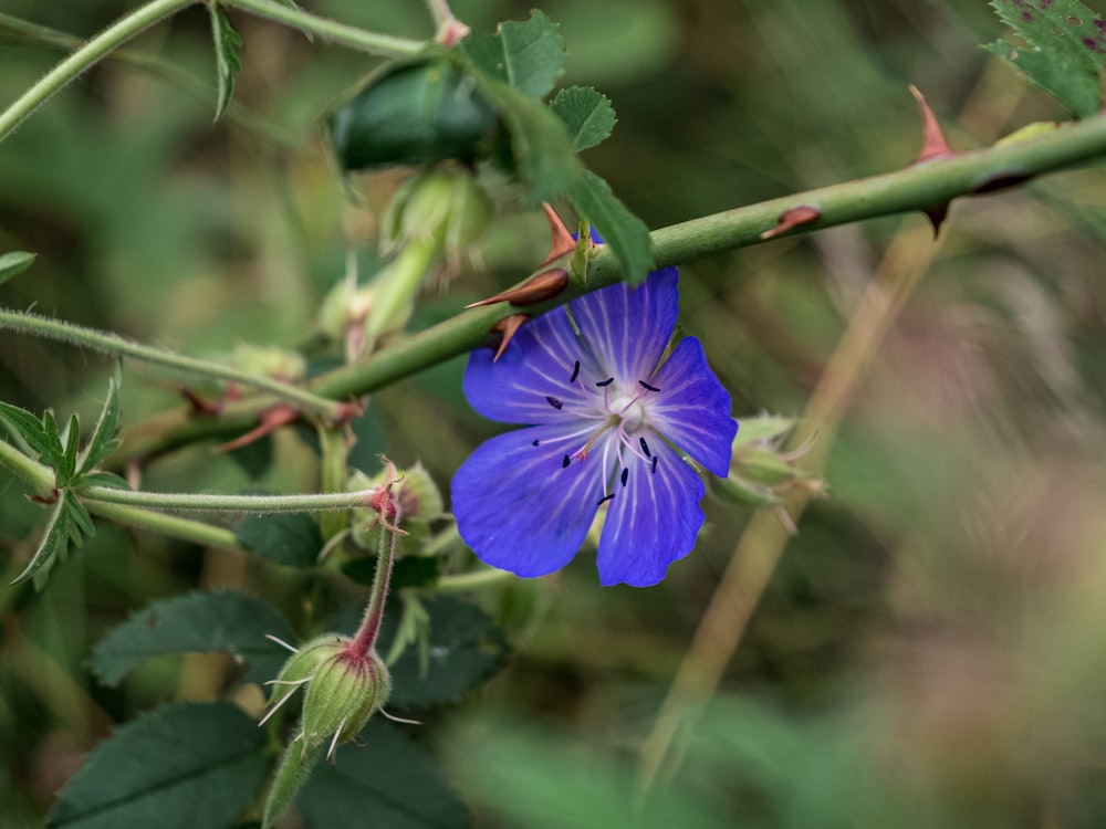 purple flower in tilt shift lens