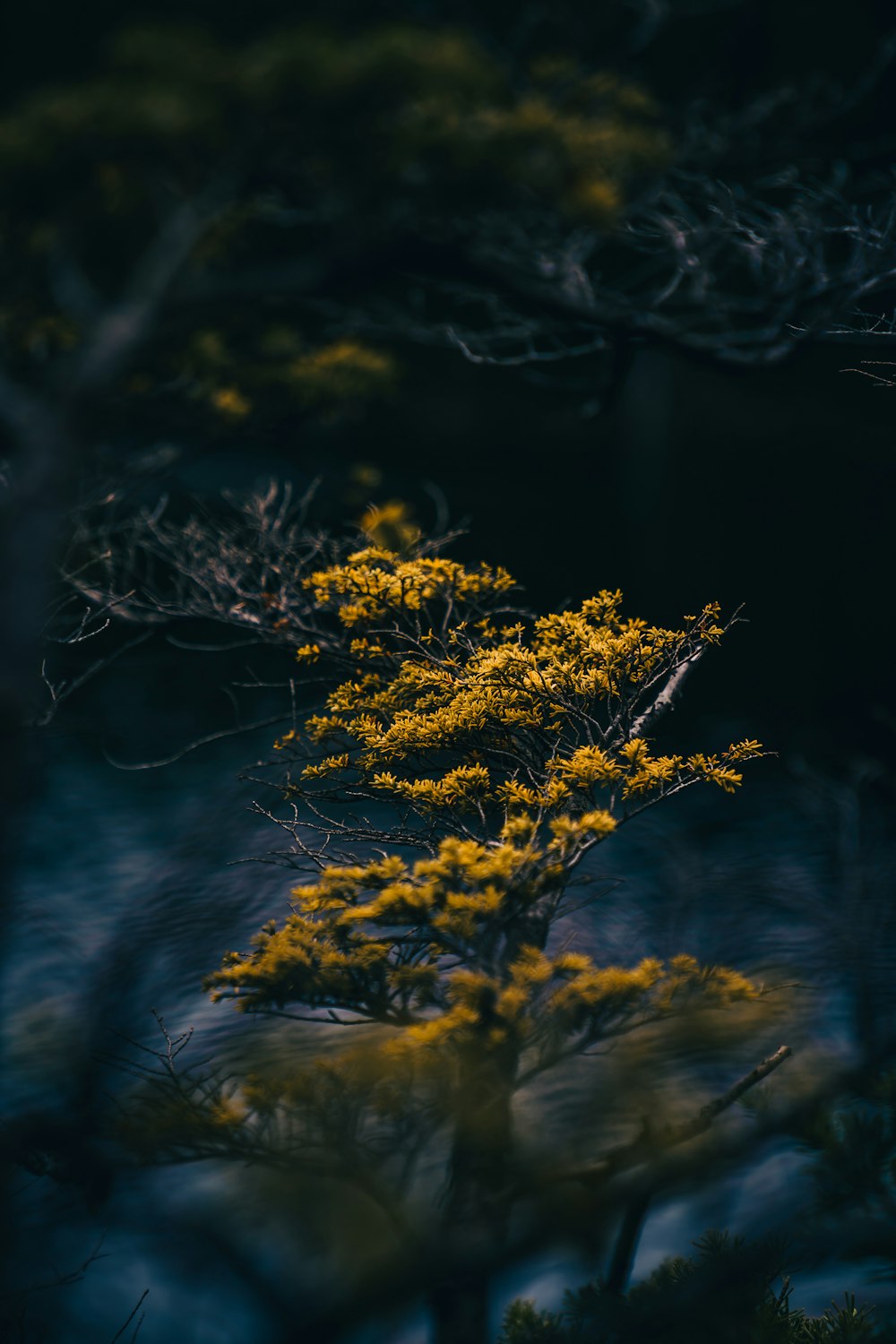 yellow leaf plant in close up photography