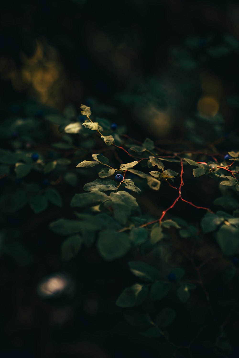 yellow and green leaves in tilt shift lens