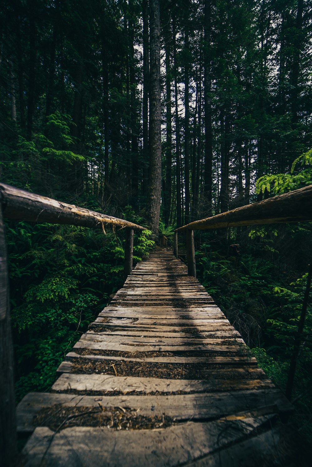 Braune Holzbrücke im Wald