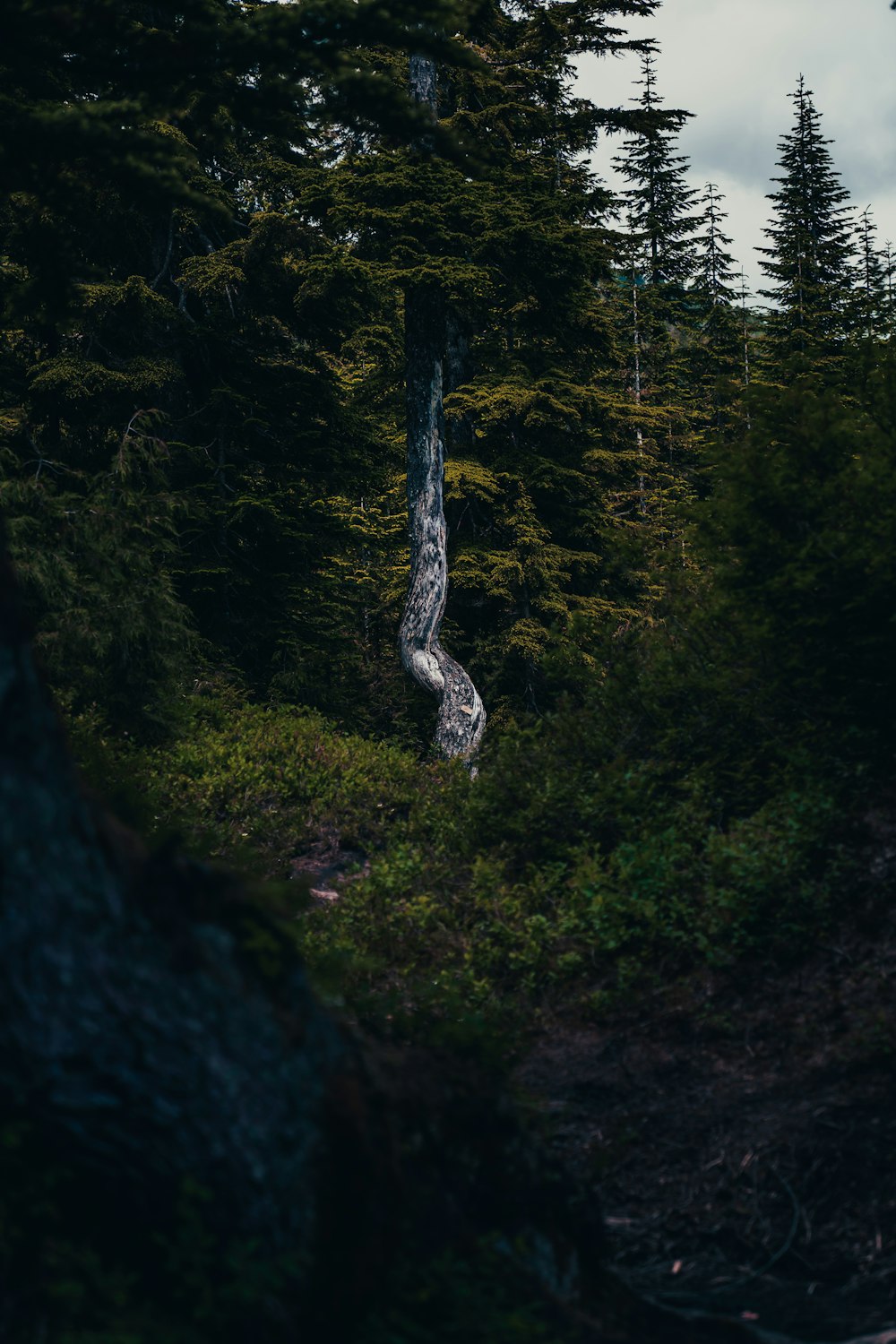 green trees on mountain during daytime