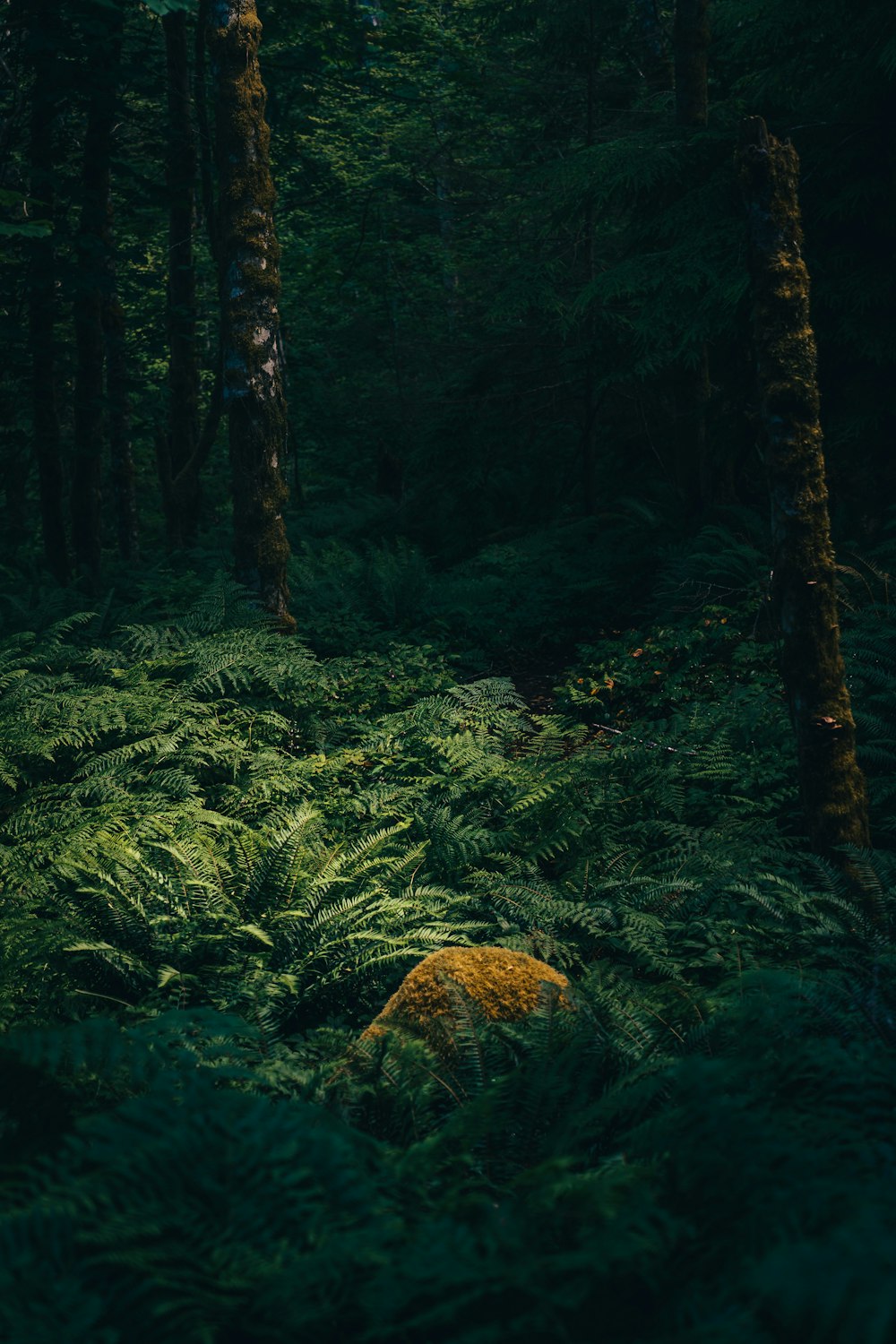 green moss on brown tree trunk