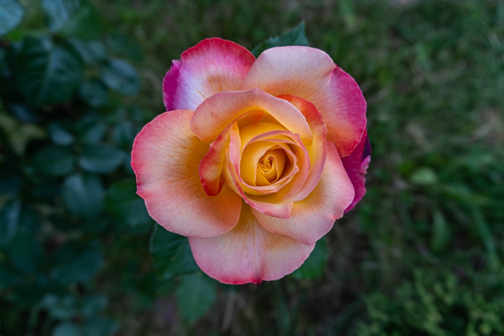 pink and yellow rose in bloom during daytime