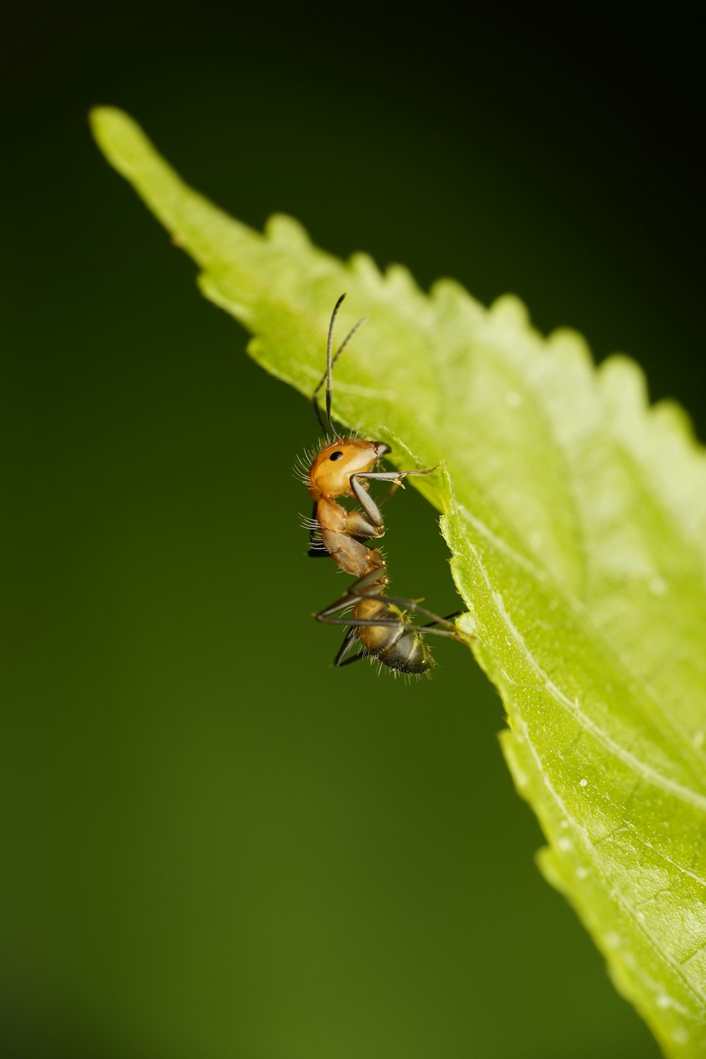 Hormiga marrón y negra en hoja verde en fotografía macro