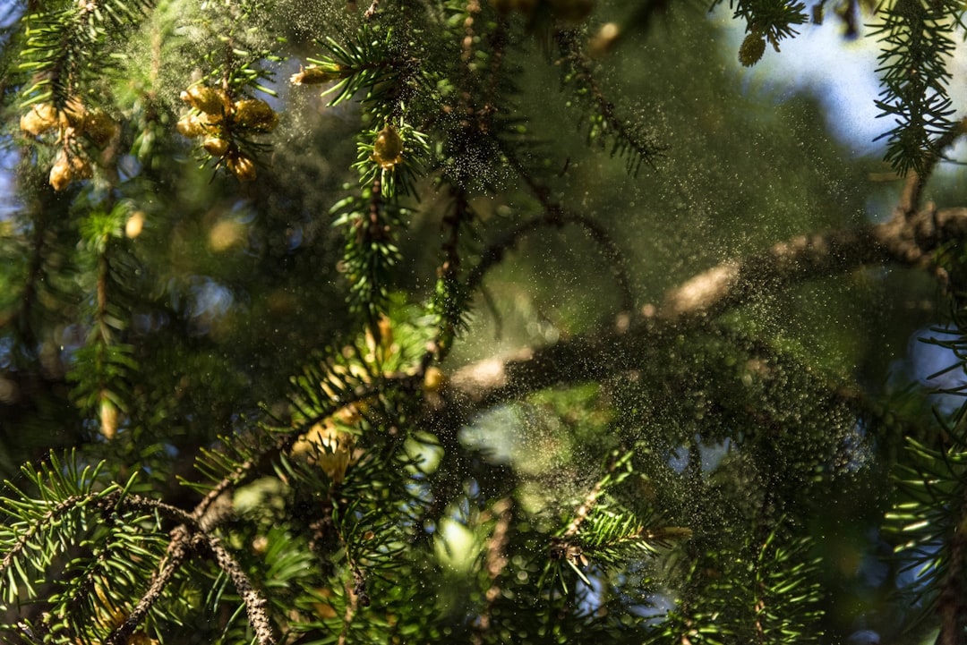 Tropical and subtropical coniferous forests photo spot Тарховка Russia