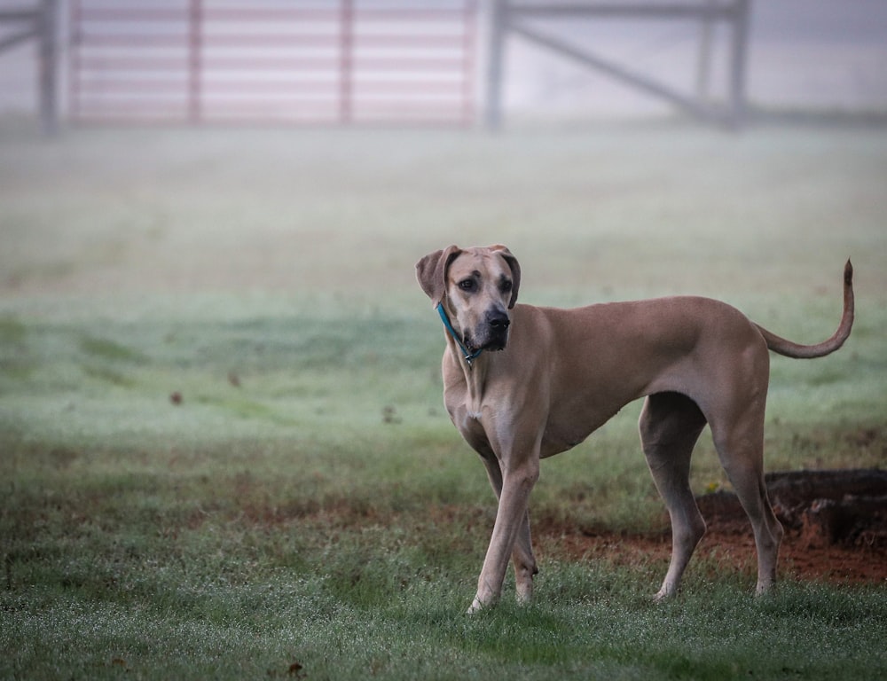 cão marrom de pelagem curta no campo de grama verde durante o dia